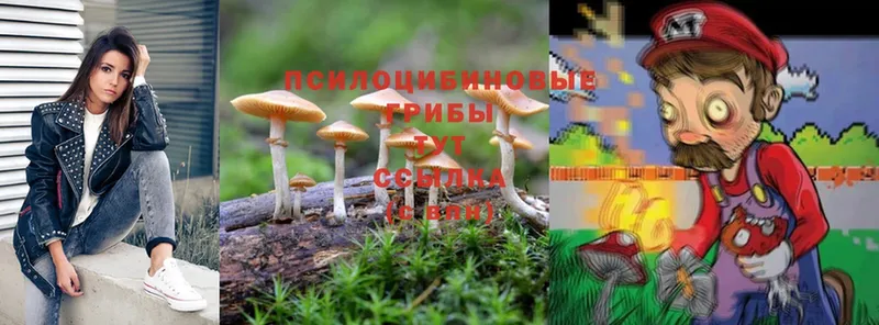 Галлюциногенные грибы Psilocybe Нолинск